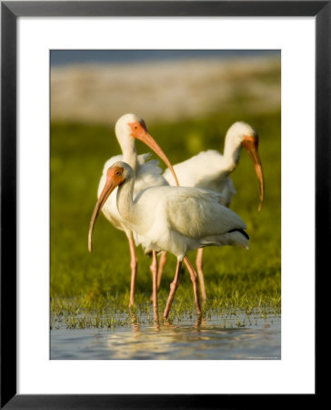 White Ibises Preening In Mangrove Shallows, Tampa Bay, Florida by Tim Laman Pricing Limited Edition Print image