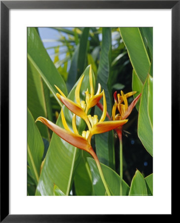 The Bright Red And Yellow Petals Of The Heliconia Flower by Jason Edwards Pricing Limited Edition Print image