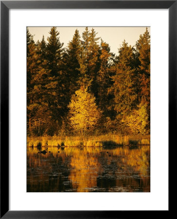 Late Afternoon View Of A Lakeside Tree In Fall Foliage by Raymond Gehman Pricing Limited Edition Print image