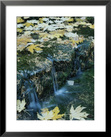 Autumn Foliage Floats Upon The Surface Of A Creek by Marc Moritsch Pricing Limited Edition Print image