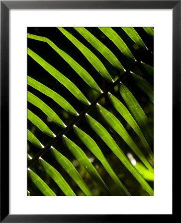 Sun Pattern On Tropical Jungle Leaf, Punta De Sal Island, Honduras by Richard Nowitz Pricing Limited Edition Print image