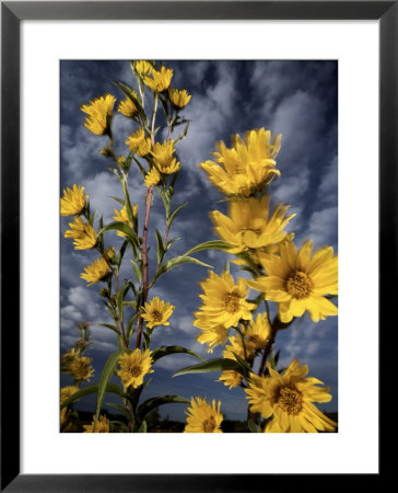 Wildflowers Blooming On The Kansas Prairie by Jim Richardson Pricing Limited Edition Print image