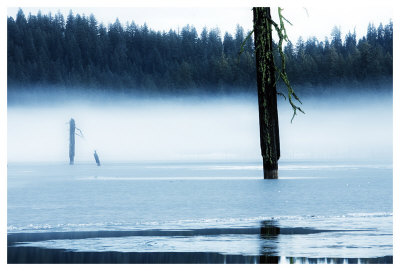 Dead Tree In Hyatt Lake by Shane Settle Pricing Limited Edition Print image