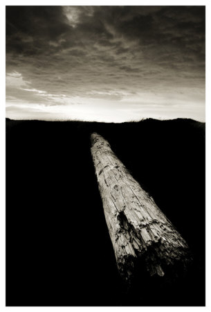 Dead Log At Floras Lake by Shane Settle Pricing Limited Edition Print image