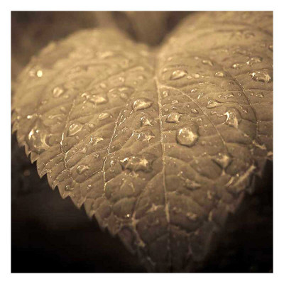 Heart by Jean-Francois Dupuis Pricing Limited Edition Print image