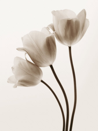 Composition With Three Tulips by Tim Smith Pricing Limited Edition Print image