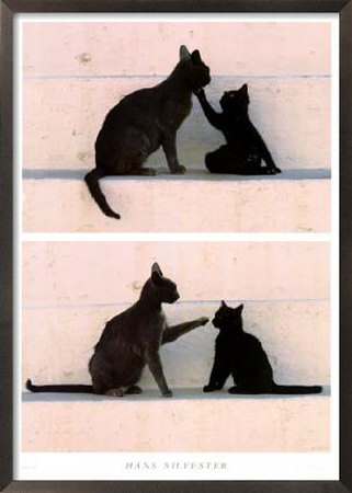 Jeu De Chats by Hans Silvester Pricing Limited Edition Print image