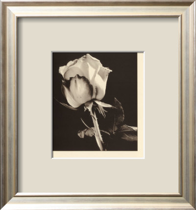 Rose by Thomas Horbett Pricing Limited Edition Print image