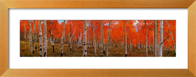 Nature's Colors - Autumn Trees by Kathleen Norris Cook Pricing Limited Edition Print image
