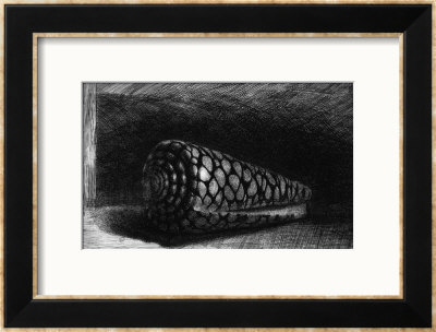 The Shell, 1650; The Shell Is A Conus Marmoreus, Native To South-East Africa, Polynesia And Hawaii by Rembrandt Van Rijn Pricing Limited Edition Print image