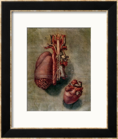 The Heart, Plate From Anatomy Of The Visceras by Arnauld Eloi Gautier D'agoty Pricing Limited Edition Print image