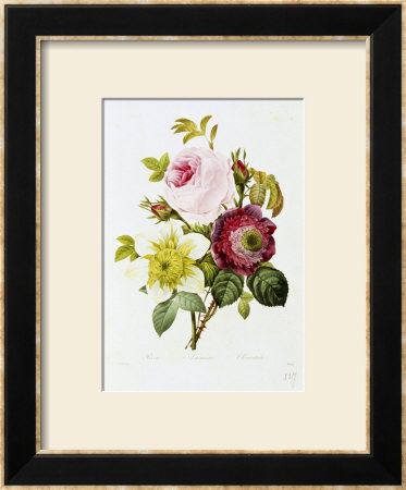 Study Of Pink Roses And Convulvulus by Pierre-Joseph Redouté Pricing Limited Edition Print image