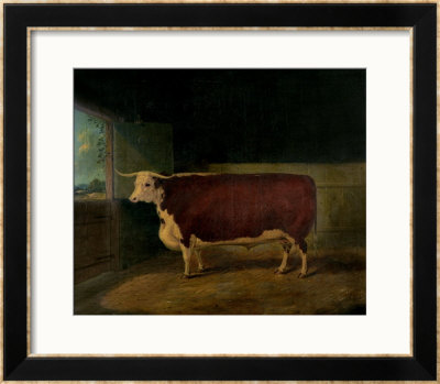 Portrait Of A Prize Hereford Steer, 1874 by Richard Whitford Pricing Limited Edition Print image