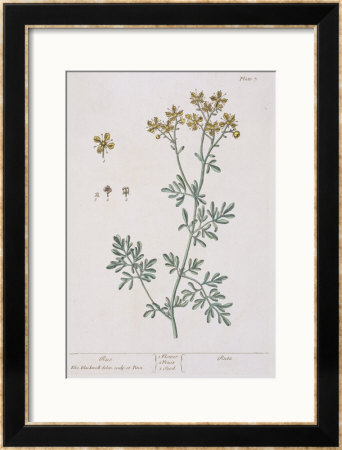 Rue, Plate 7 From A Curious Herbal, Published 1782 by Elizabeth Blackwell Pricing Limited Edition Print image