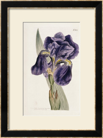 The Iris by William Curtis Pricing Limited Edition Print image