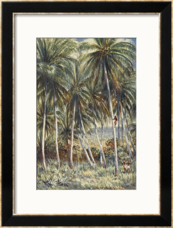 Native Australian Climbs A Coconut Palm In Northern Queensland by Percy F.S. Spence Pricing Limited Edition Print image