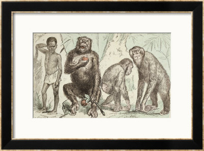 Evolution Of Man From Mammals, From La Creation Naturelle Et Les Etres Vivants by A. Demarle Pricing Limited Edition Print image