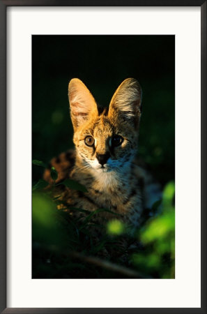 Serval, Greater St. Lucia Wetland Park, South Africa by Roger De La Harpe Pricing Limited Edition Print image
