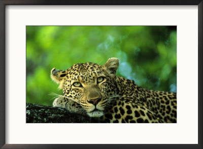 Leopard, Malamala Game Reserve, South Africa by Roger De La Harpe Pricing Limited Edition Print image