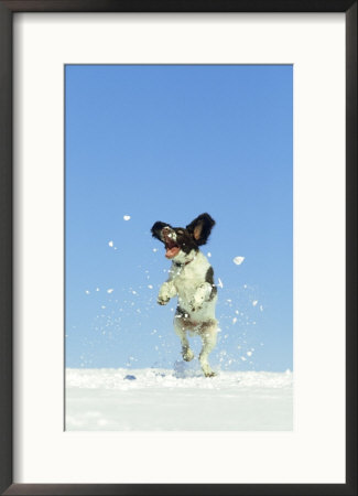 Springer Spaniel (4 Months Old) Jumping In Air To Catch Snow, February, Scotland by Mark Hamblin Pricing Limited Edition Print image