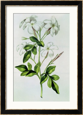 Jasmine, From La Guirlande De Julie, Circa 1642 by Nicolas Robert Pricing Limited Edition Print image