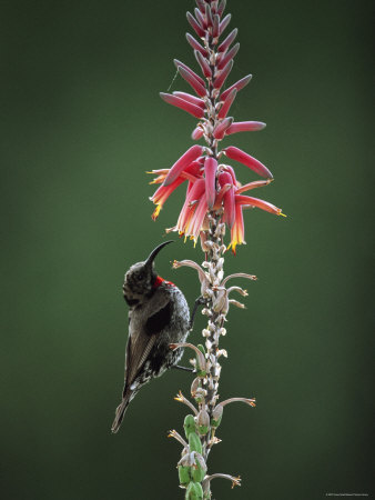 Sunbird Feeding On Flower, Serengeti National Park, Tanzania, East Africa by Anup Shah Pricing Limited Edition Print image