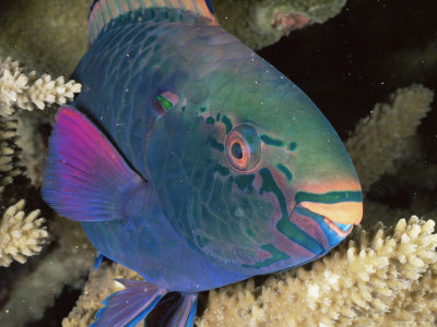 Swarthy Parrotfish, Sleeping In Coral At Night, Malaysia by Doug Perrine Pricing Limited Edition Print image