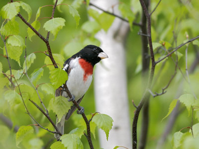 Rose-Breasted Grosbeak, Ile Bizard, Canada by Robert Servranckx Pricing Limited Edition Print image