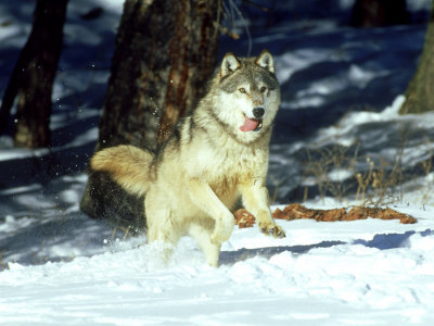 Grey Wolf, Running In Snow In Winter, Montana by Daybreak Imagery Pricing Limited Edition Print image