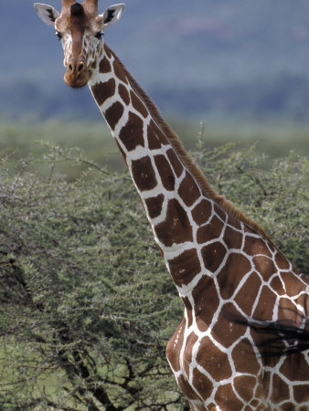 Giraffe, Samburu National Park, Kenya by Ralph Reinhold Pricing Limited Edition Print image
