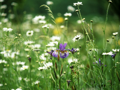 Leucananthemum Vulgare (0X Eye Daisy) And Blue Iris In Grass by Fiona Mcleod Pricing Limited Edition Print image