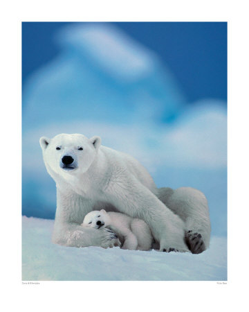 Polar Bear, Canada by Davis & Bilenduke Pricing Limited Edition Print image