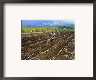 Sugar Cane Fields, Reunion Island, Indian Ocean by Sylvain Grandadam Pricing Limited Edition Print image