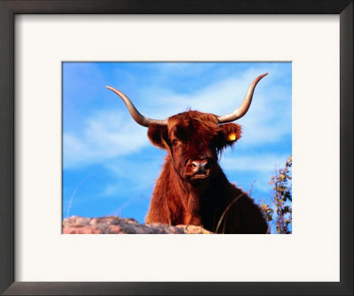 Long Horned Scottish Highland Cow On Kulla Peninsula, Kullaberg Nature Reserve, Skane, Sweden by Anders Blomqvist Pricing Limited Edition Print image