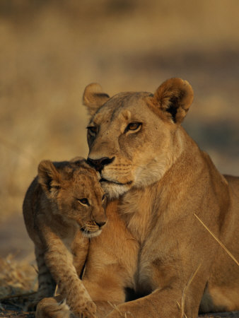 African Lioness And Cub by Beverly Joubert Pricing Limited Edition Print image