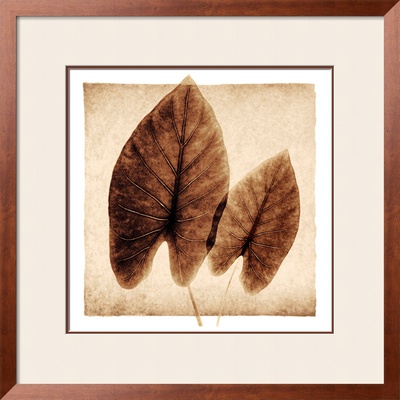 Taro Leaves by Michael Mandolfo Pricing Limited Edition Print image