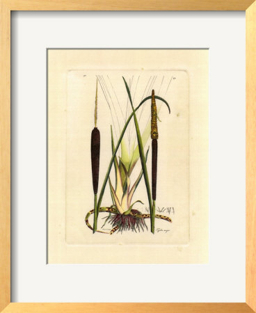 Antique Cattail I by Samuel Curtis Pricing Limited Edition Print image