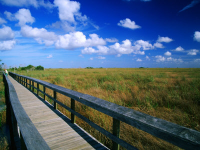 Walkway Through River Of Grass, Sawgrass Slough, Pa-Hey-Okee Overlook, Everglades National Park by Witold Skrypczak Pricing Limited Edition Print image