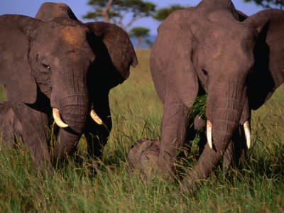 Pair Of Adult African Elephants With Their Young, Masai Mara National Reserve, Kenya by Mason Florence Pricing Limited Edition Print image