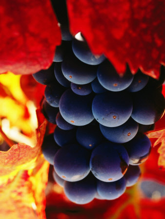 Cabernet Sauvignon Grapes, Napa Valley, United States Of America by Jerry Alexander Pricing Limited Edition Print image