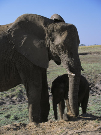 An African Elephant And Its Baby Forage by Beverly Joubert Pricing Limited Edition Print image
