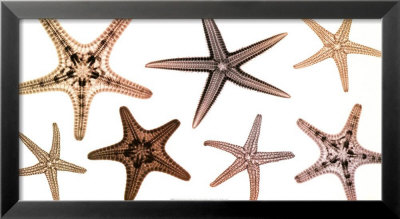 Starfish Collection by Steven N. Meyers Pricing Limited Edition Print image