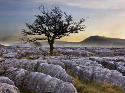 Ingleborough And Hawthorn Tree At Dawn From Twistleton Scars In The Yorkshire Dales, Yorkshire, Eng by Lizzie Shepherd Pricing Limited Edition Print image