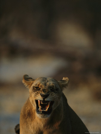 Snarling Lioness, Selinda, Botswana by Beverly Joubert Pricing Limited Edition Print image