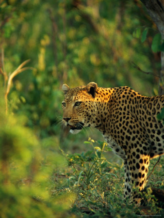 Leopard In The Bush by Beverly Joubert Pricing Limited Edition Print image
