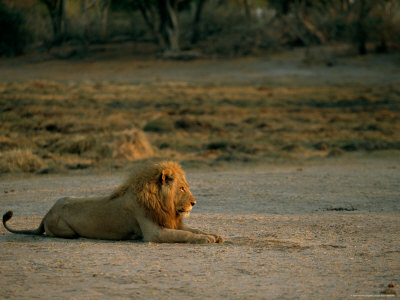 A Male African Lion Has A Spot All To Himself by Beverly Joubert Pricing Limited Edition Print image