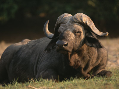 A Cape Buffalo by Beverly Joubert Pricing Limited Edition Print image
