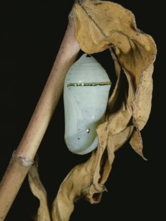 Close View Of A Monarch Chrysalis (Danaus Plexippus) On A Tree Branch by Stephen Sharnoff Pricing Limited Edition Print image