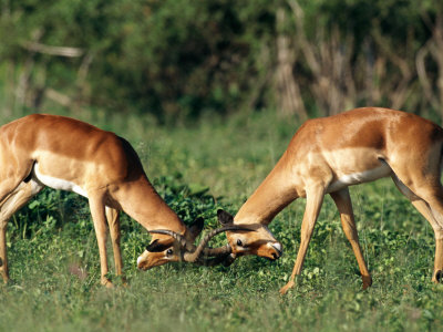 Impala Males Sparring by Beverly Joubert Pricing Limited Edition Print image