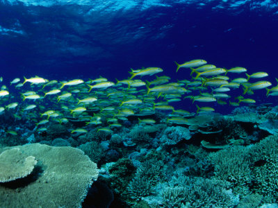 Yellow Goatfish (Mulloides Vanicolensis) Swimming Over Reef, Australia by Michael Aw Pricing Limited Edition Print image